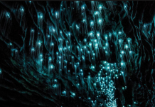 新西兰北岛 亲历自然生态奇观