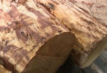 比利时60%的橡木被中国买走 本国锯木产业面临倒闭!