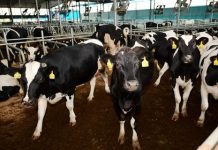 China mulls new national standard on raw milk