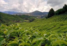 【Tea Talk】Values in tea