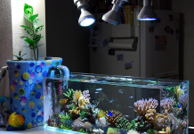 在比利时置备个鱼缸得花多少钱?