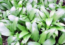 野韭菜味道好吃营养丰富 误食类似毒草有致命危险!