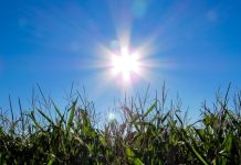 高温难耐 比利时恐2500人被”热死”!