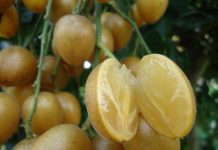 海南水果你都吃过了?这几种不一定!