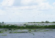 生态改善 成群海鸟“落户”西沙洲