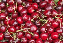 比利时的樱桃迎来大丰收,但“丰收不增收”让人发愁