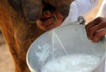 商机 : 牛奶“过时了”?比利时人开始喝骆驼奶