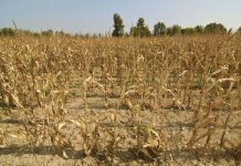 旱灾影响 比利时瓦隆大区的农业“很受伤”