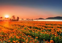 不一定非去普罗旺斯 海南也有浪漫花海天堂