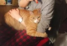 如何使猫主子乖乖让你抱:先压成“猫饼”