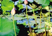 采莲可不是江南特权,海南荷塘也别样美!