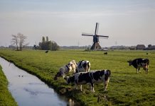 “拥抱奶牛”的“动物伴侣疗法”服务 你要体验一下吗?