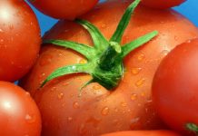 比利时番茄大丰收 请大家多多关照和购买西红柿