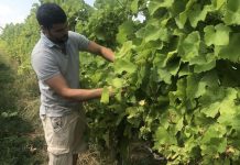 2018感谢高温: 比利时的葡萄酒要“大丰收”!