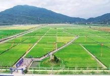 三亚水稻国家公园喜提国家4A级景区!游玩项目都堪称“国家级”