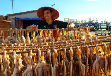 北海秋分映暖阳 疍家渔民晒鱼忙