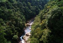 千里寻茶·武夷山桐木关