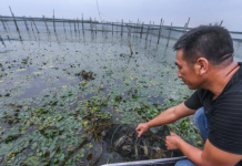 太湖“水上牧场”开启丰收季