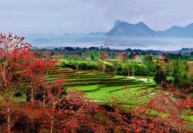 木棉红+梯田绿=海南西线最靓的乡村