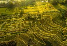 美丽秋收画卷:满目金黄 丰收在望