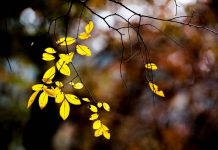 莫道不销魂:海南最早的秋天在这里