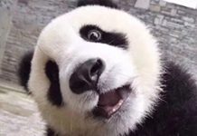 趣观世界|老手机崛起了! iOS12覆盖至iPhone5S