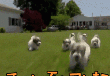 趣观世界|边签文件边看书,热爱文学的普京了解一下?