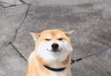 趣观世界|骨灰级果粉!女孩去世后家属将墓碑雕成iPhone 6