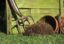 冬天来了,如何让家里的宠物安心过冬?