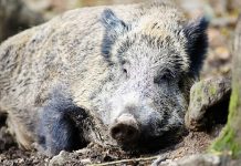 猪瘟:比利时肉类在国外受限!