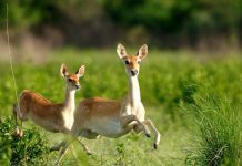 你们吸猫吧,我去海南吸鹿