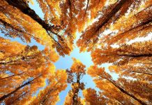 秋意浓!全国陆续上演“金秋大片”