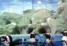 15只企鹅将登陆三亚 市民可免费看企鹅!