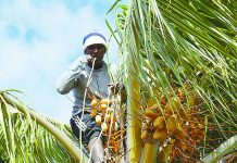 一身绝活的毛里求斯采椰人