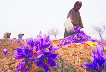 在伊朗听藏红花的古老传说