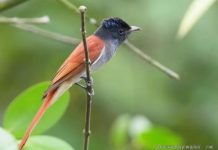 趁阳光正好,一起去海口赏鸟!