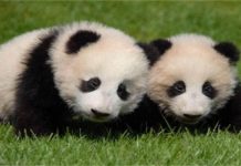 日本和歌山县白滨町动物园熊猫宝宝取名“彩滨”