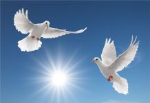 西班牙小城给5000只鸽子“搬家”