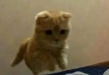 趣观世界|巴西一座监狱举办选美大赛,冠军奖品是一台电风扇