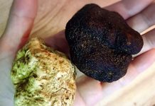 【食材揭秘】松露知多少?只有贵吗?