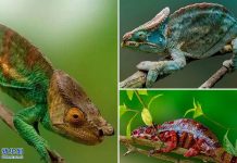 亲历非洲 近距离接触马达加斯加岛的生灵