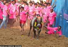 惊险刺激!印度泰米尔举行传统驯牛节 参赛者徒手与牛肉搏