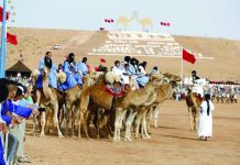 撒哈拉骆驼大赛还赛诗歌