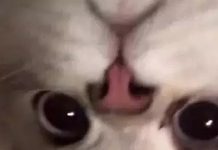 趣观世界|只要承诺翻修,就可以1欧元买意大利西西里岛小镇的房子!