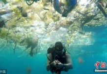 塑料或找到替代品!研究:鱿鱼体内蛋白质可替代塑料