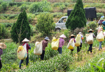 日本人追捧中国茶叶:来自中国福建省是质量保证
