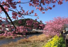 日本“河津樱”迎来最佳观赏期