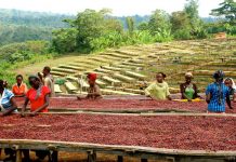 来埃塞俄比亚 体验传统咖啡仪式的美妙