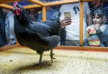 美国奇妙小城奥斯汀 拿鸡粪玩宾戈游戏