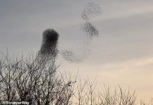 英格兰南部大批椋鸟空中”舞动”形如艺术